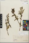 Foto von Salix fragilis L. x Salix triandra L.